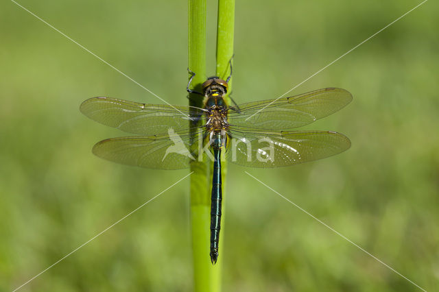 Metaalglanslibel (Somatochlora metallica)