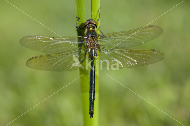 Metaalglanslibel (Somatochlora metallica)