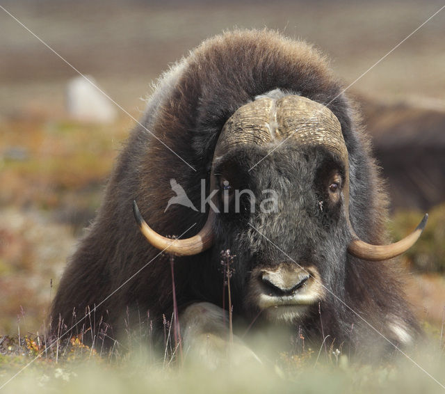 muskox (Ovibos moschatus)