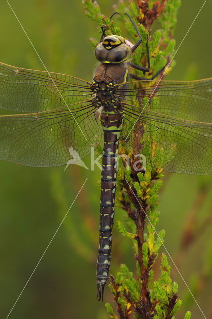 Noordse glazenmaker (Aeshna subarctica)