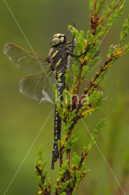 Noordse glazenmaker (Aeshna subarctica)