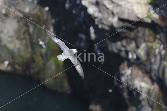 Noordse Stormvogel (Fulmarus glacialis)