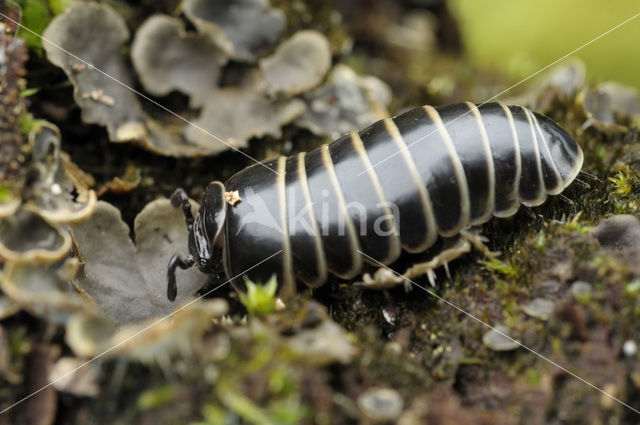 Oproller (Glomeris marginata)