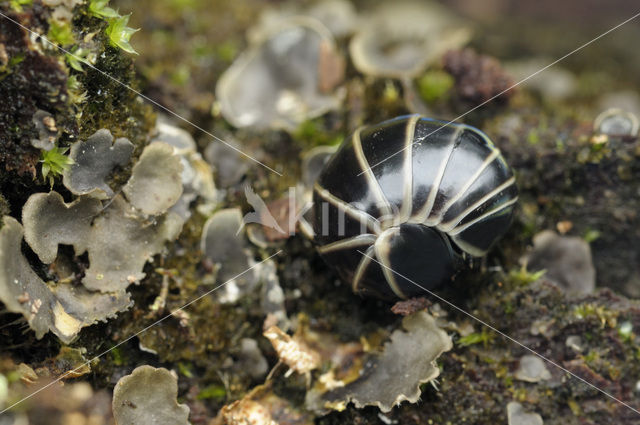 Oproller (Glomeris marginata)