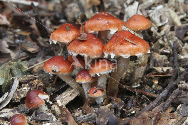 Oranjerode stropharia (Psilocybe aurantiaca)