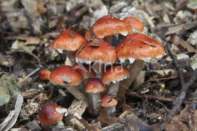 Oranjerode stropharia (Psilocybe aurantiaca)