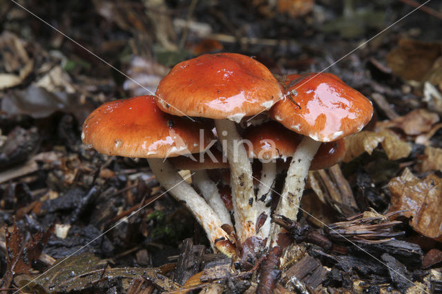 Oranjerode stropharia (Psilocybe aurantiaca)