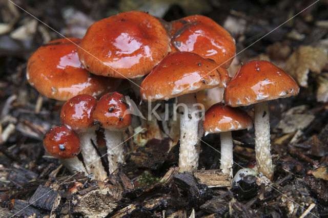 Oranjerode stropharia (Psilocybe aurantiaca)