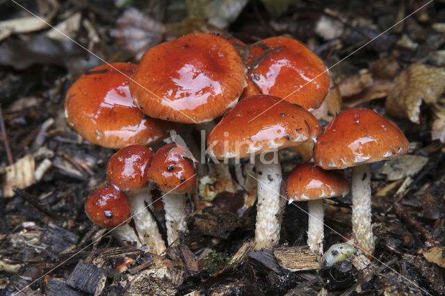 Oranjerode stropharia (Psilocybe aurantiaca)