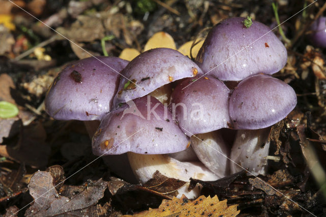 Paarse galgordijnzwam (Cortinarius croceocoeruleus)