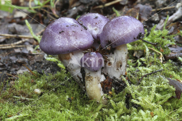 Paarse galgordijnzwam (Cortinarius croceocoeruleus)