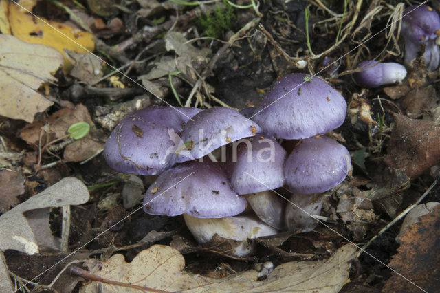 Paarse galgordijnzwam (Cortinarius croceocoeruleus)