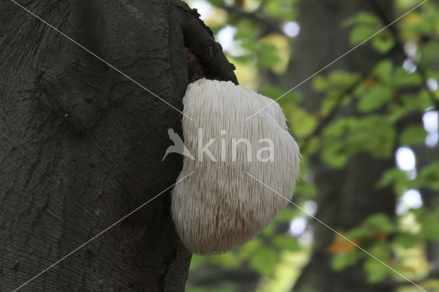 Pruikzwam (Hericium erinaceus)