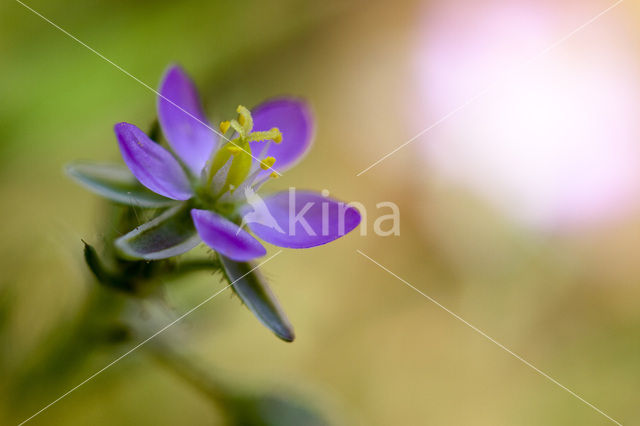 Rode schijnspurrie (Spergularia rubra)