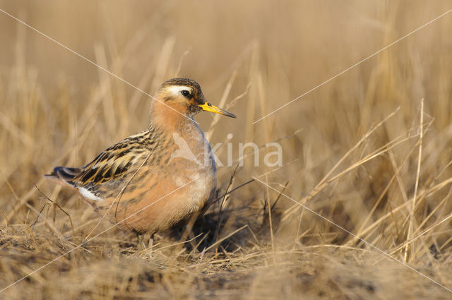 Rosse Franjepoot (Phalaropus fulicarius)