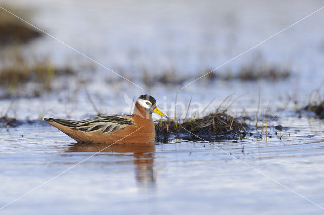 Rosse Franjepoot (Phalaropus fulicarius)