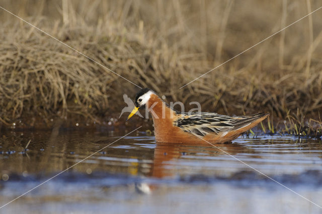 Rosse Franjepoot (Phalaropus fulicarius)