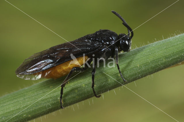 Large Rose Sawfly (Arge pagana)