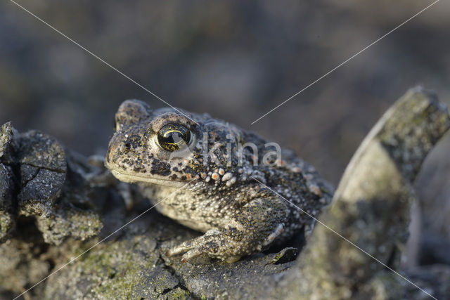 Rugstreeppad (Bufo calamita