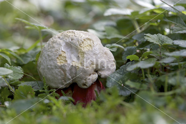 Satansboleet (Boletus satanas)