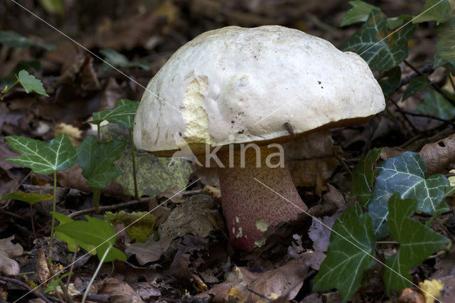 Satansboleet (Boletus satanas)