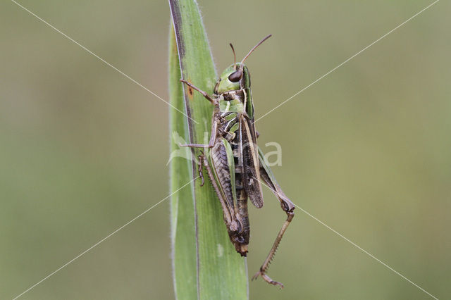 Schavertje (Stenobothrus stigmaticus)