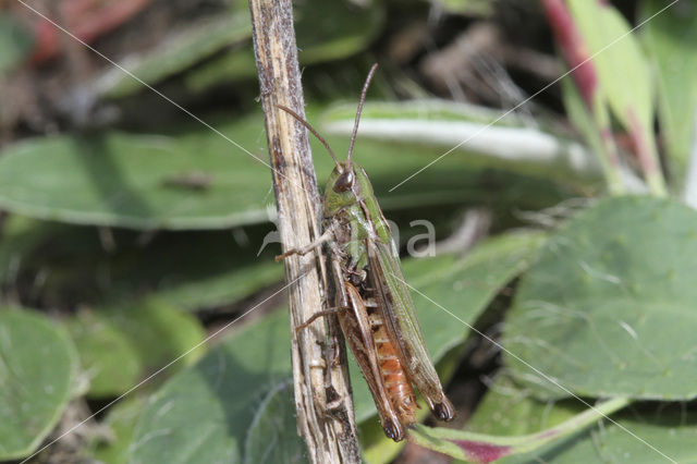 Schavertje (Stenobothrus stigmaticus)