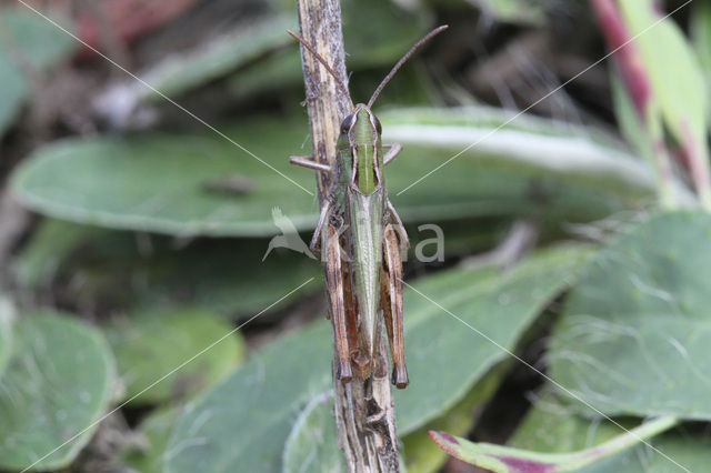 Schavertje (Stenobothrus stigmaticus)