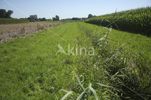 Schijndel