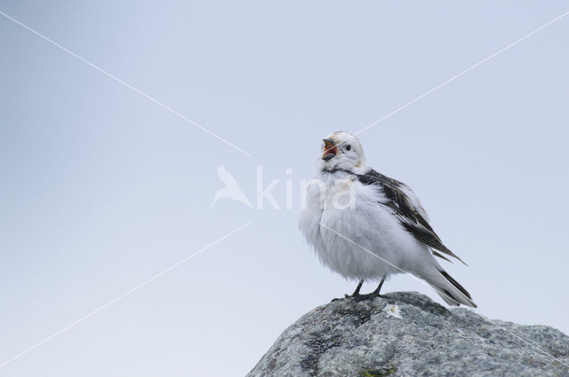 Sneeuwgors (Plectrophenax nivalis)