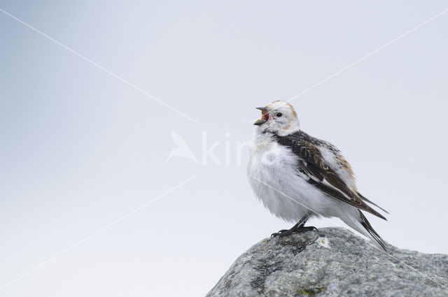 Sneeuwgors (Plectrophenax nivalis)