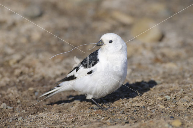 Sneeuwgors (Plectrophenax nivalis)