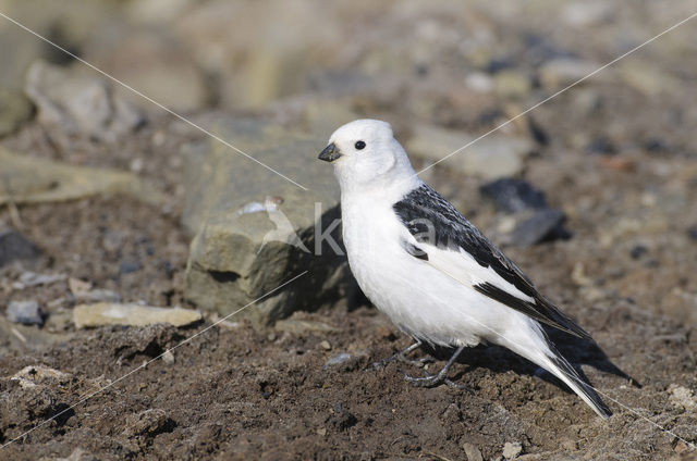 Sneeuwgors (Plectrophenax nivalis)