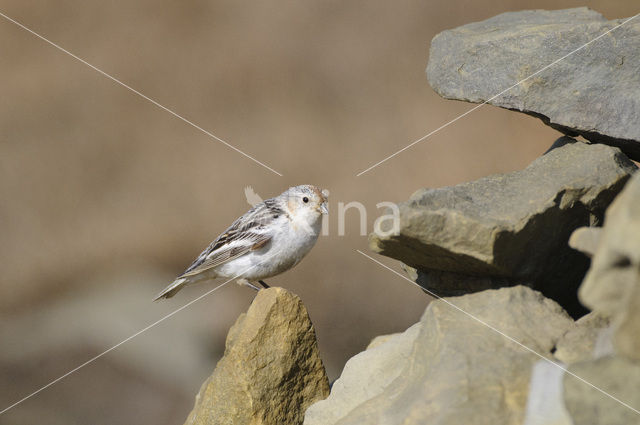 Sneeuwgors (Plectrophenax nivalis)