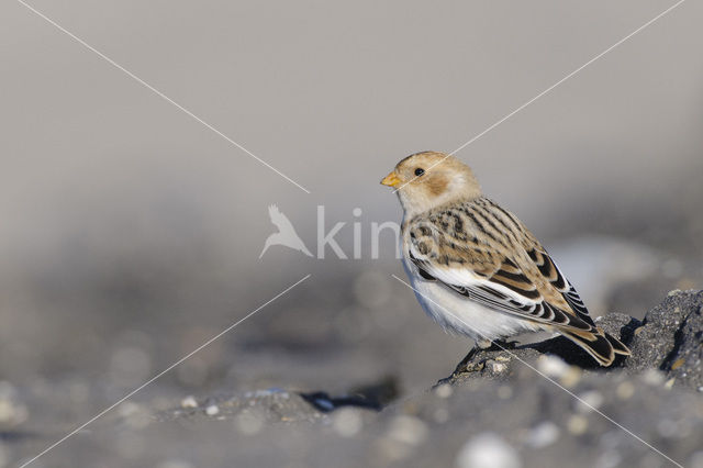 Sneeuwgors (Plectrophenax nivalis)