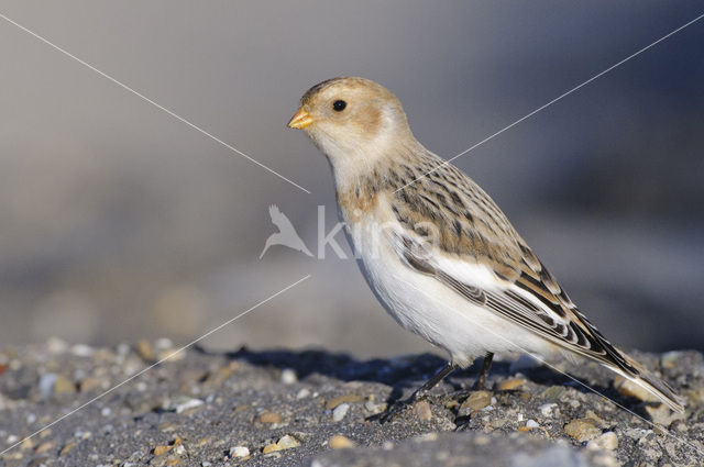 Snow Bunting (Plectrophenax nivalis)