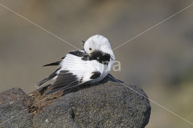 Sneeuwgors (Plectrophenax nivalis)