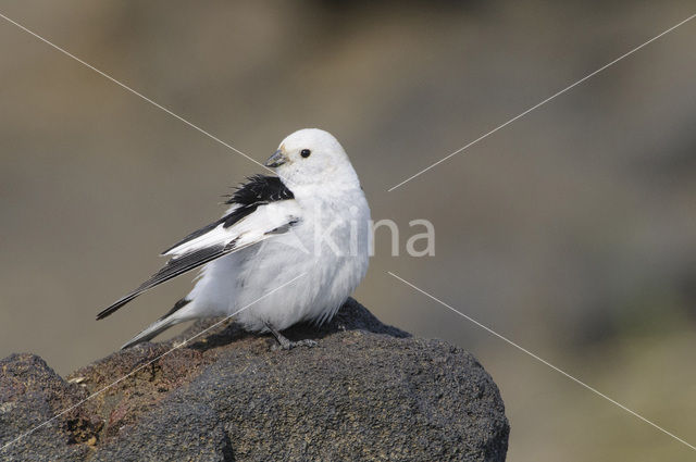 Sneeuwgors (Plectrophenax nivalis)