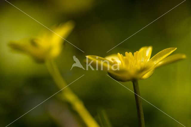 Speenkruid (Ranunculus ficaria)