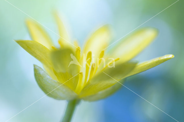 Speenkruid (Ranunculus ficaria)