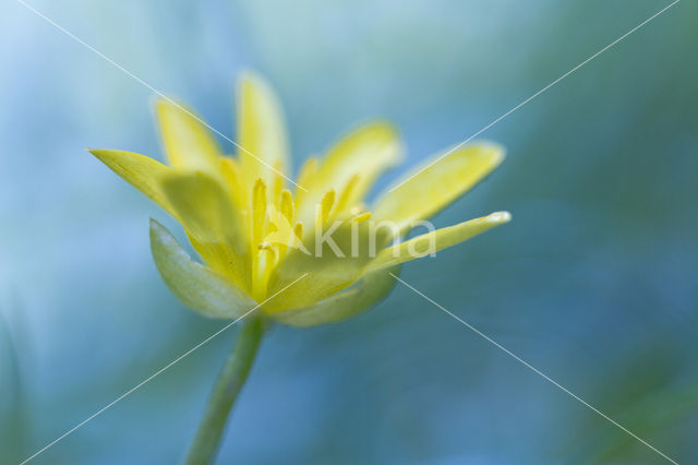 Speenkruid (Ranunculus ficaria)