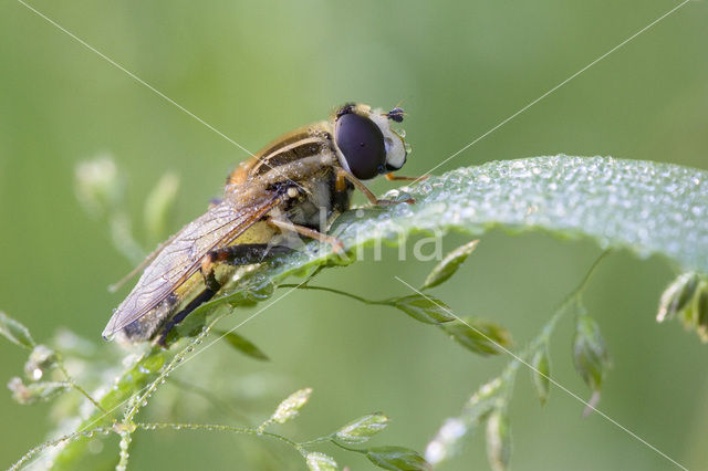 Sphaerophoria interrupta