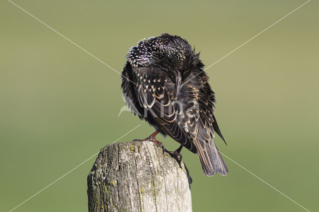 Spreeuw (Sturnus vulgaris)