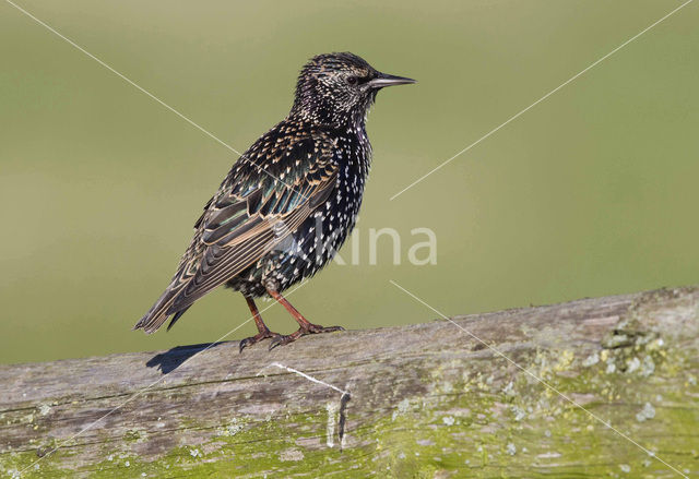 Spreeuw (Sturnus vulgaris)