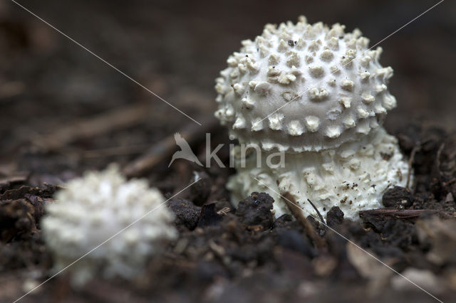 Stekelkopamaniet (Amanita solitaria)