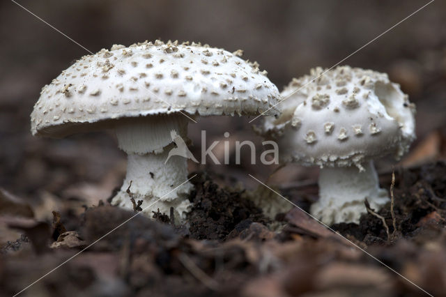 Stekelkopamaniet (Amanita solitaria)