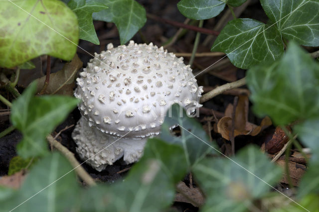 Amanita solitaria