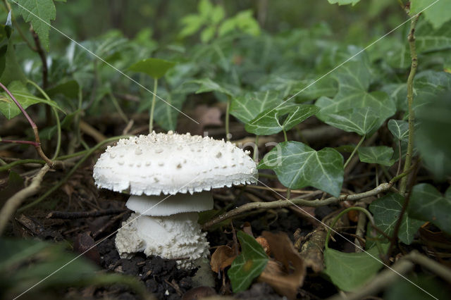 Stekelkopamaniet (Amanita solitaria)