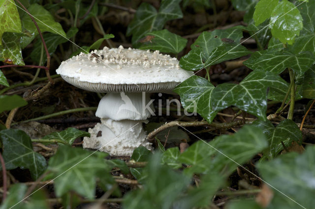 Stekelkopamaniet (Amanita solitaria)