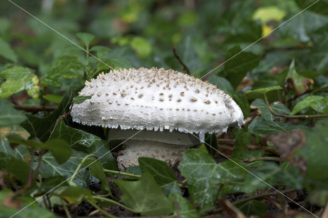 Stekelkopamaniet (Amanita solitaria)